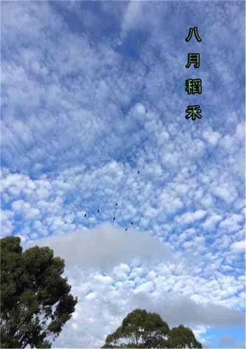 八月稻田图片