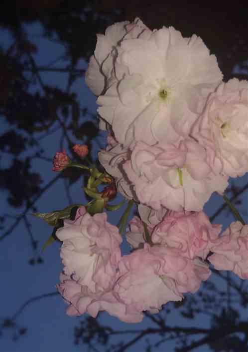 山之巅1532多少钱一瓶