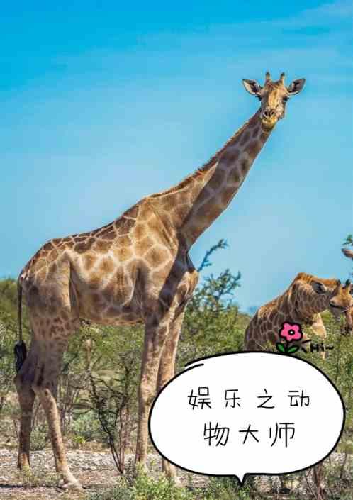 动物模仿大师