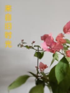 旧时光是